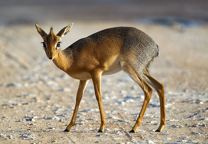 A small, strange animal with slender legs standing on a sandy terrain.