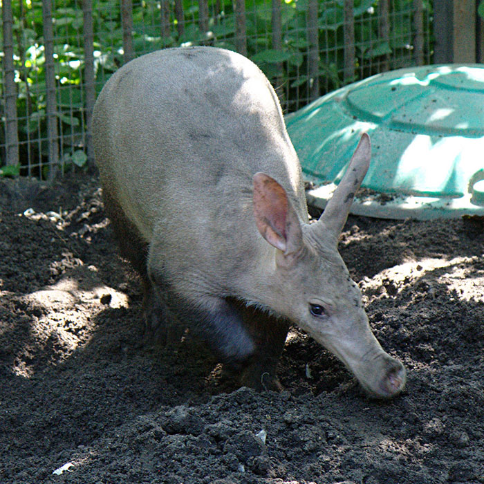 Aardvark foraging in the soil, one of the strangest animals on Earth.