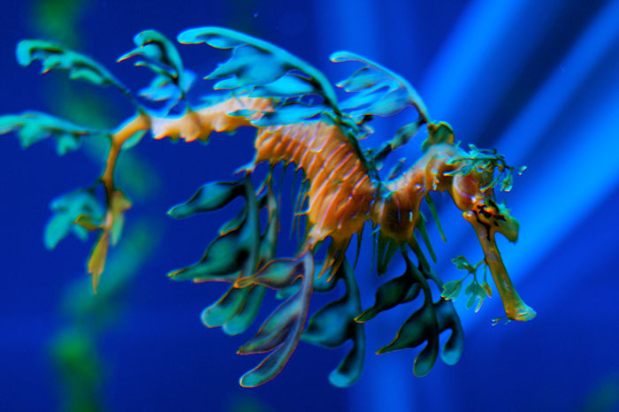 A brightly colored leafy sea dragon, one of the strangest animals, swims gracefully against a deep blue background.
