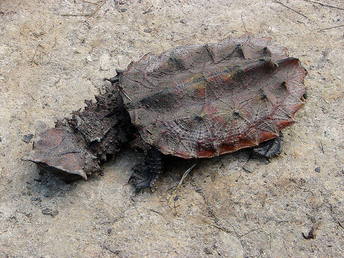 Unusual turtle species with a spiky shell, one of the strangest animals on Earth, camouflaged against the ground.