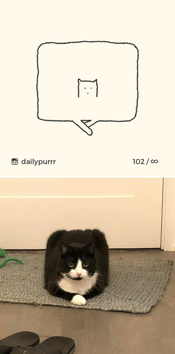 Stupid-Cat Drawings-Dailypurrr