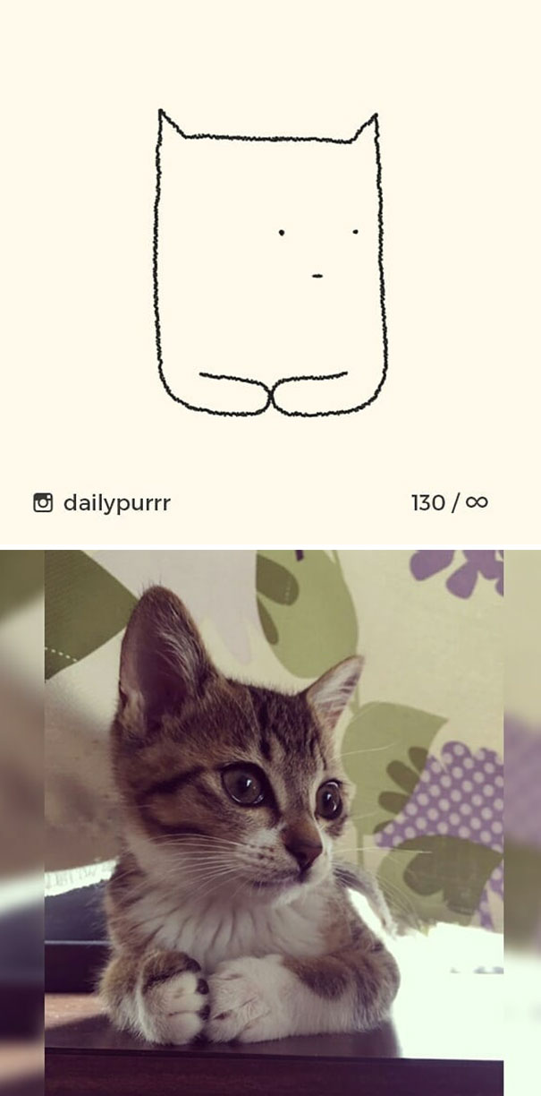 Stupid-Cat Drawings-Dailypurrr