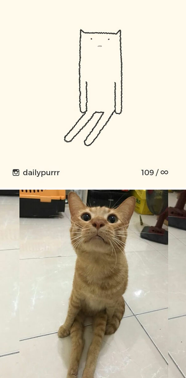 Stupid-Cat Drawings-Dailypurrr