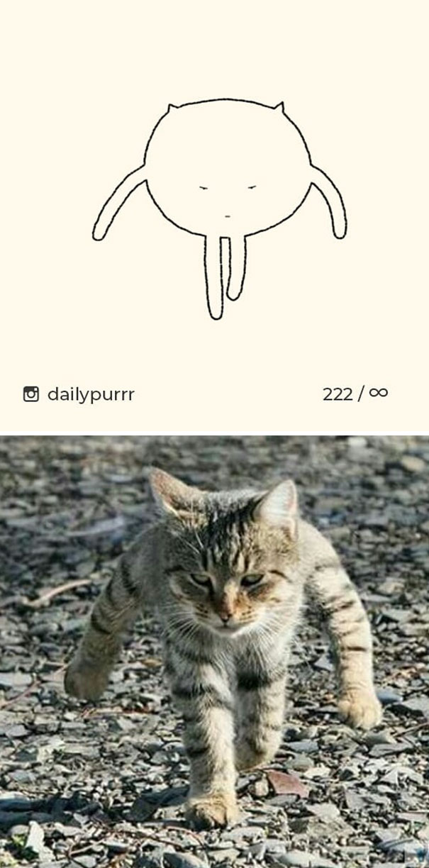 Stupid-Cat Drawings-Dailypurrr