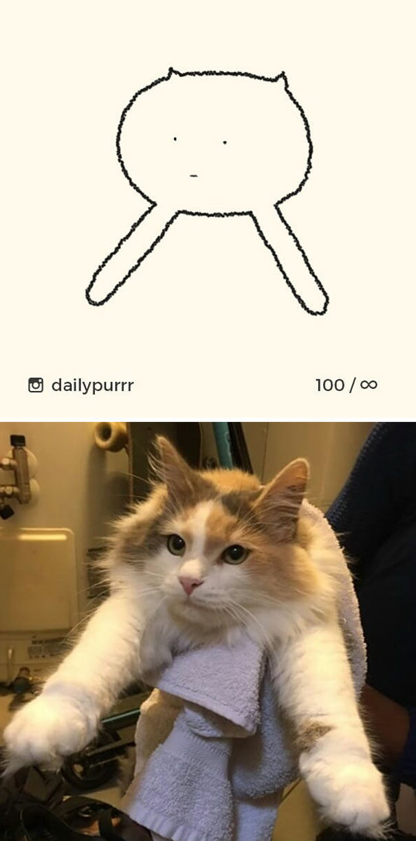 Stupid-Cat Drawings-Dailypurrr