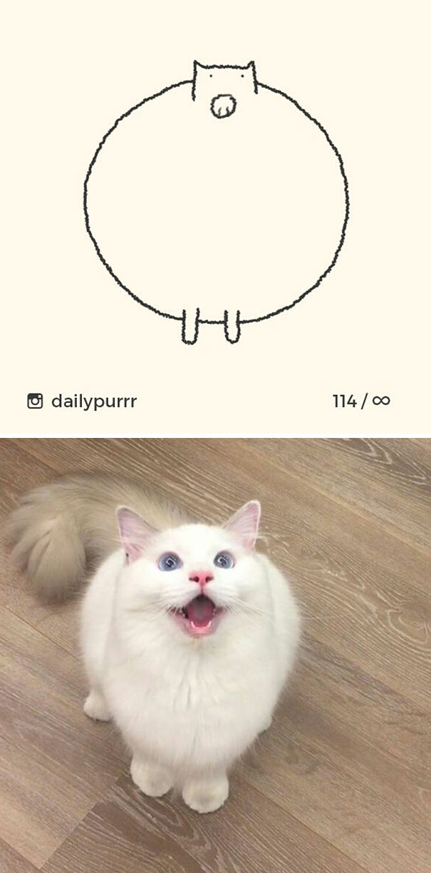 Stupid-Cat Drawings-Dailypurrr