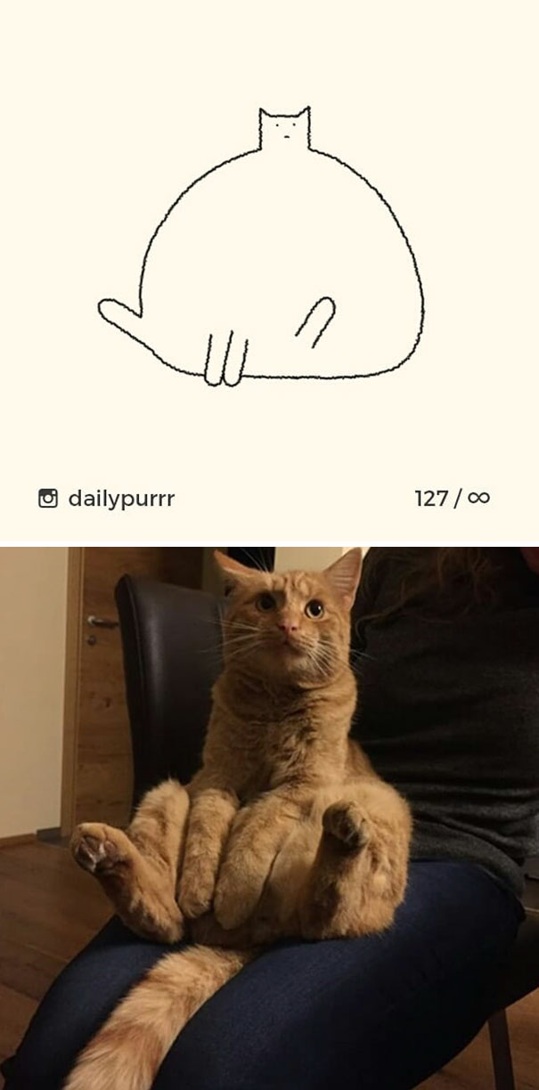 Stupid-Cat Drawings-Dailypurrr