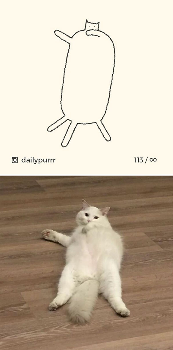 Stupid-Cat Drawings-Dailypurrr