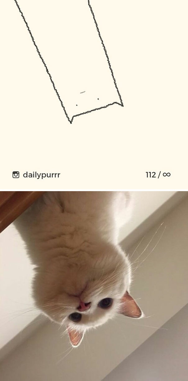 Stupid-Cat Drawings-Dailypurrr
