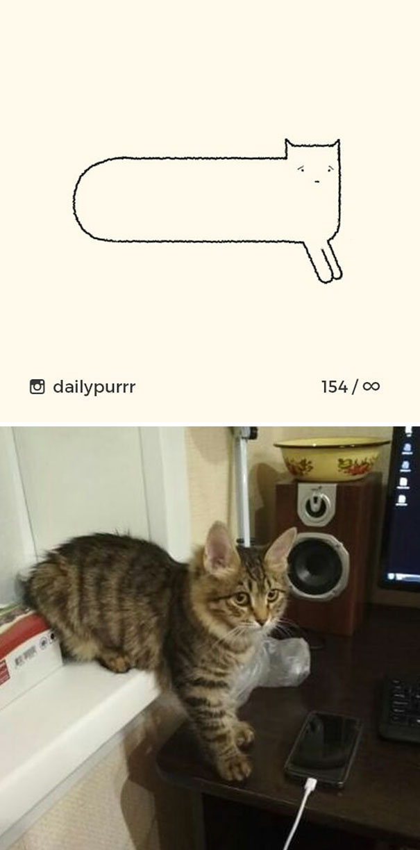 Stupid-Cat Drawings-Dailypurrr