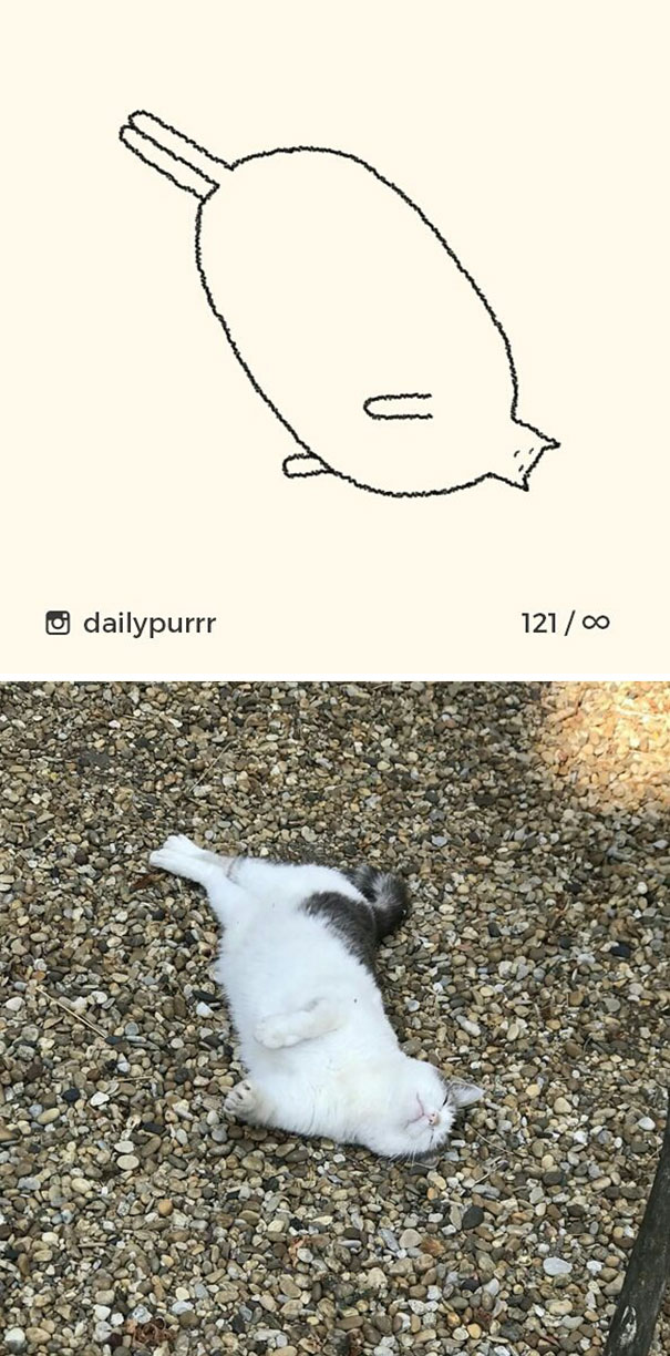 Stupid-Cat Drawings-Dailypurrr
