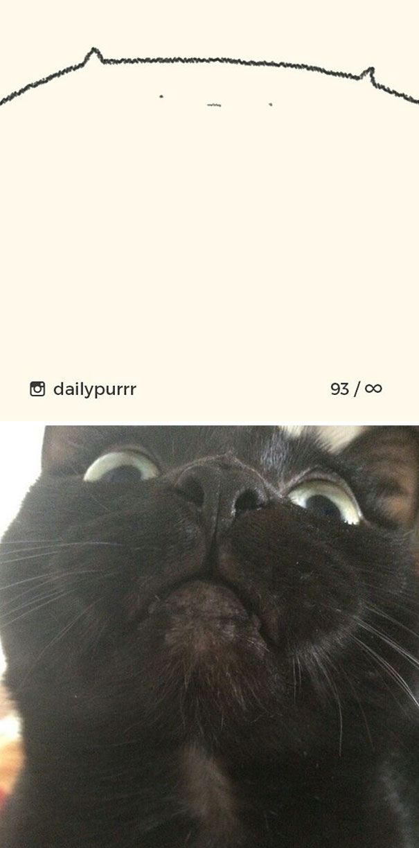 Stupid-Cat Drawings-Dailypurrr