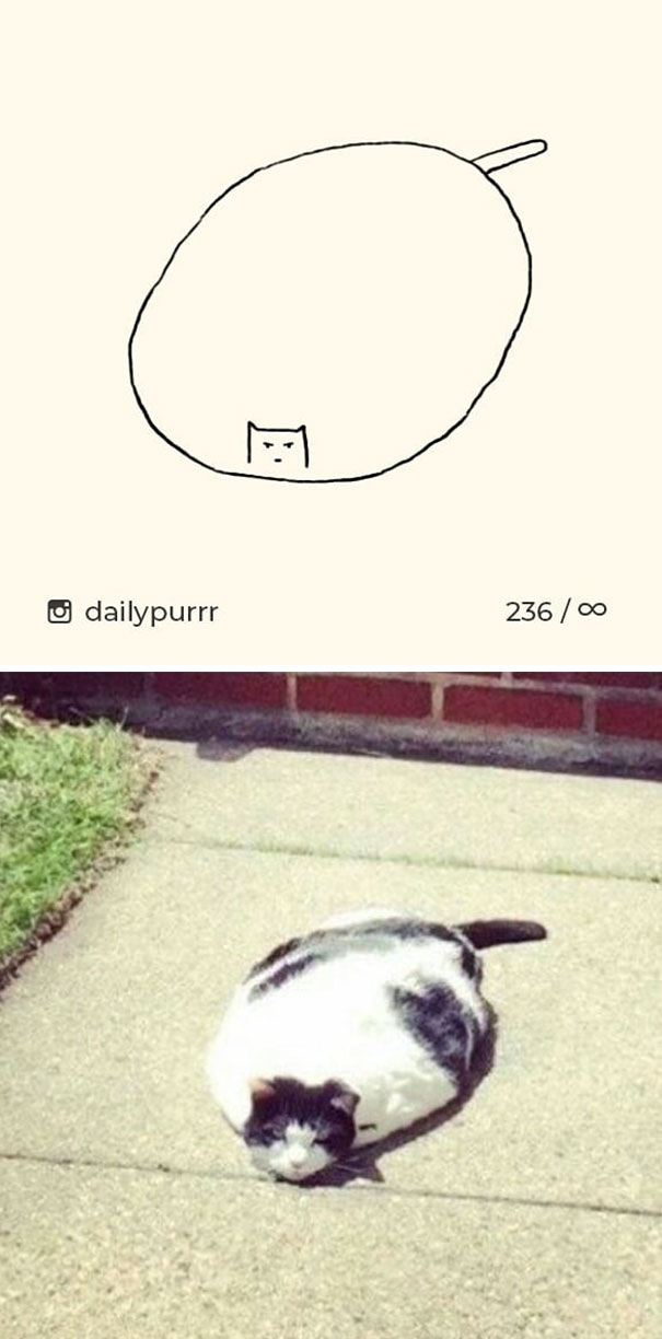 Stupid-Cat Drawings-Dailypurrr