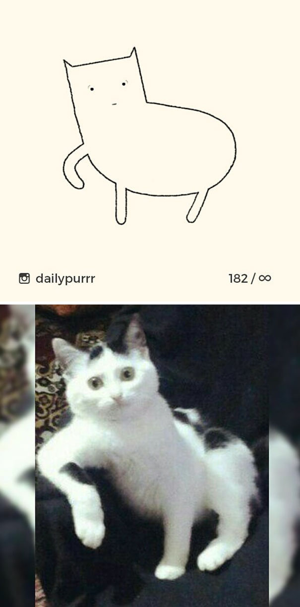 Stupid-Cat Drawings-Dailypurrr