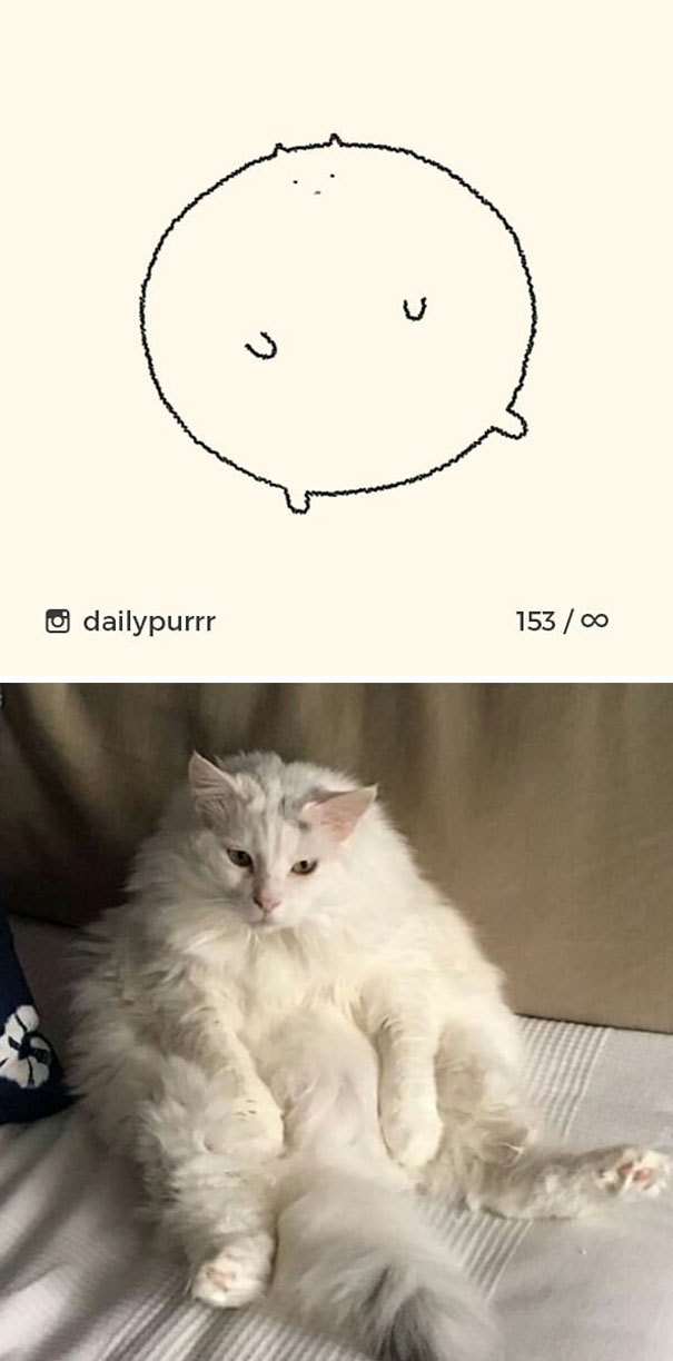 Stupid-Cat Drawings-Dailypurrr