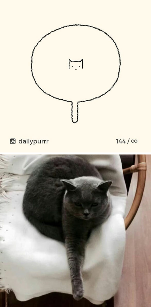 Stupid-Cat Drawings-Dailypurrr