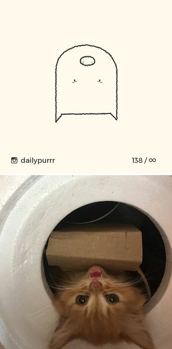 Stupid-Cat Drawings-Dailypurrr