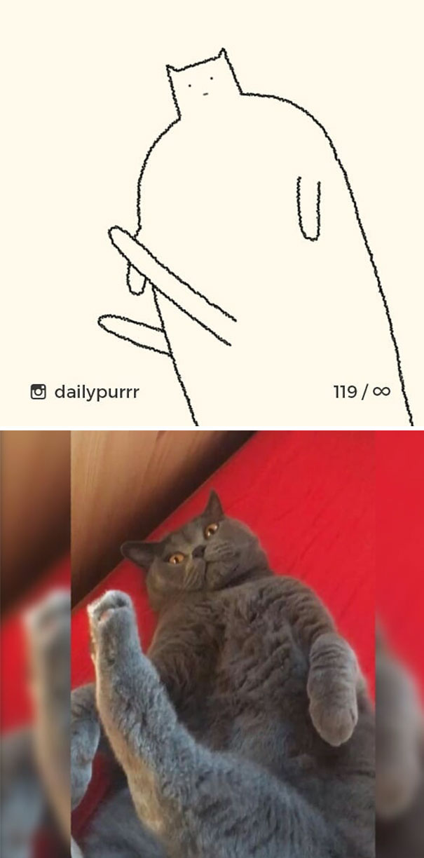 Stupid-Cat Drawings-Dailypurrr