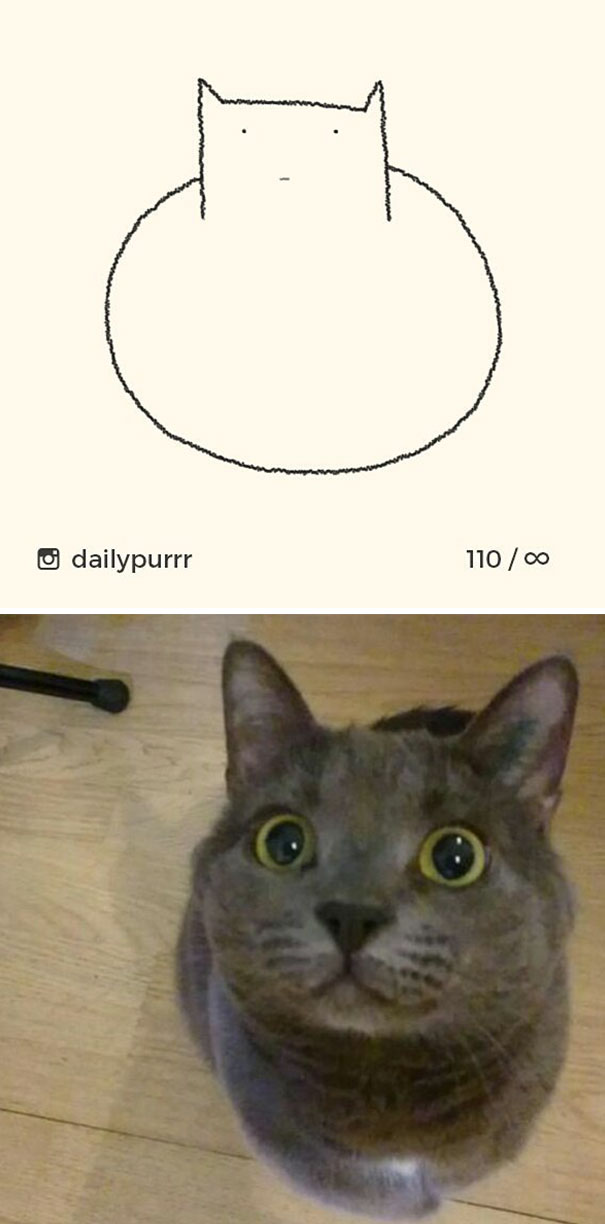 Stupid-Cat Drawings-Dailypurrr
