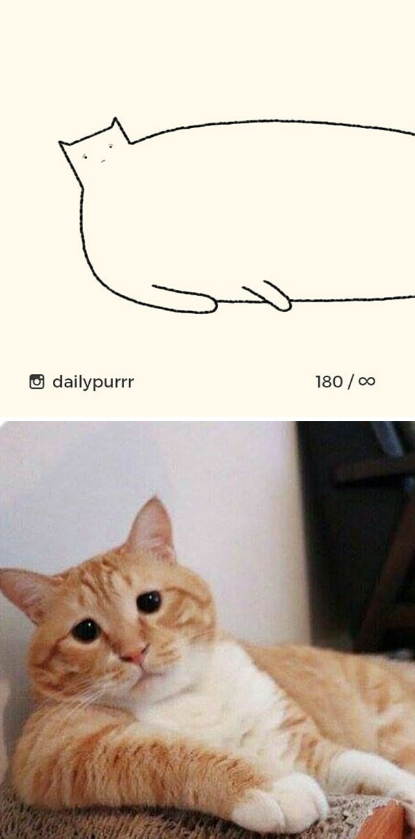 Stupid-Cat Drawings-Dailypurrr