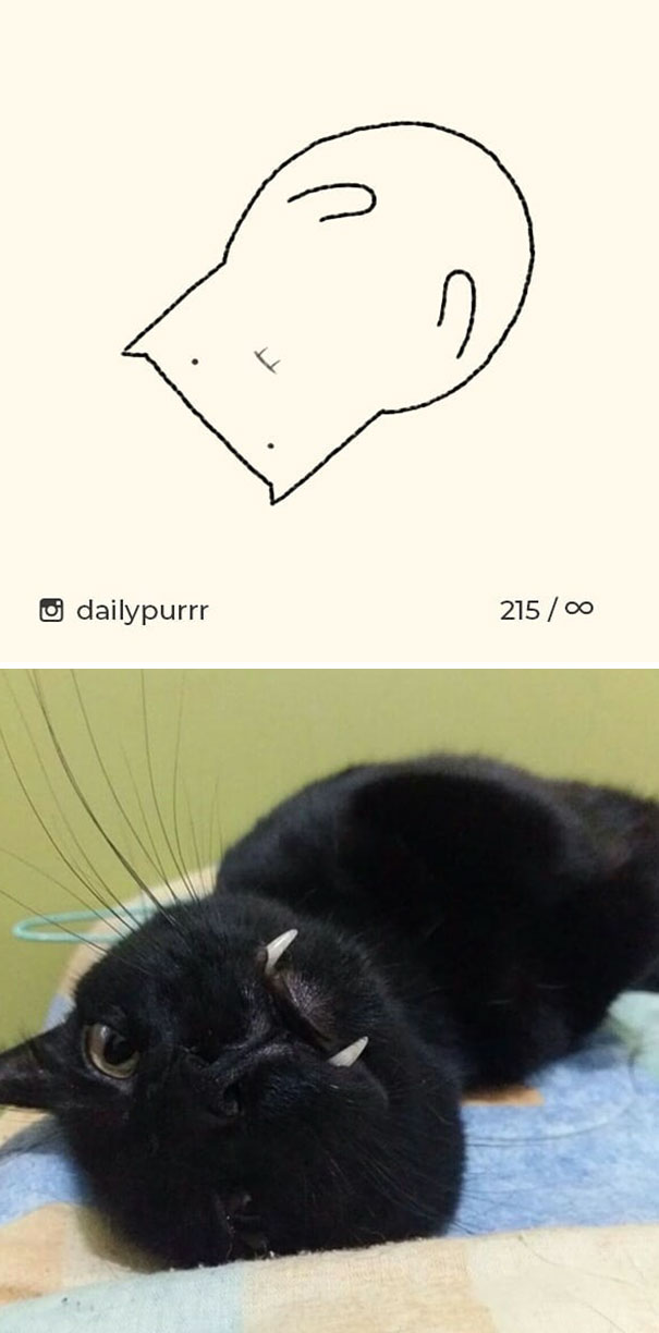 Stupid-Cat Drawings-Dailypurrr