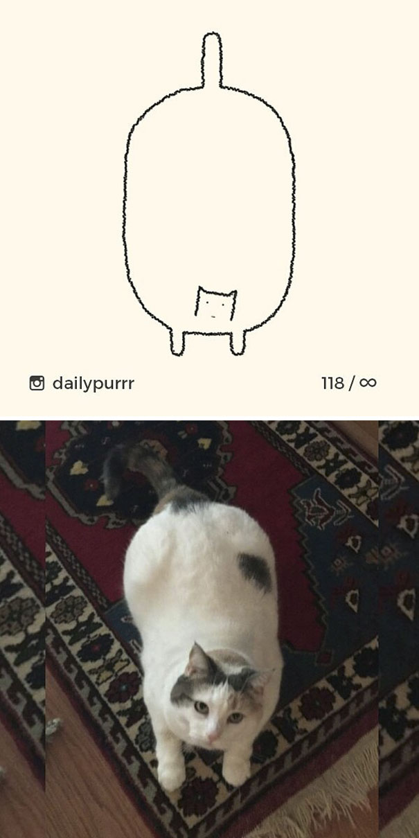 Stupid-Cat Drawings-Dailypurrr