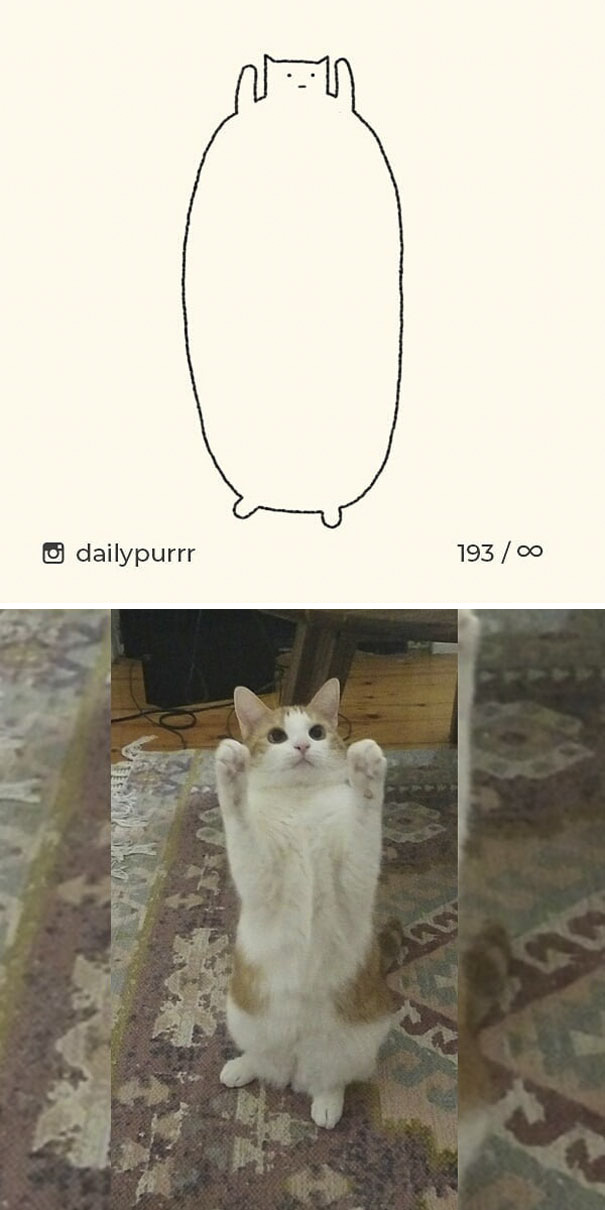 Stupid-Cat Drawings-Dailypurrr