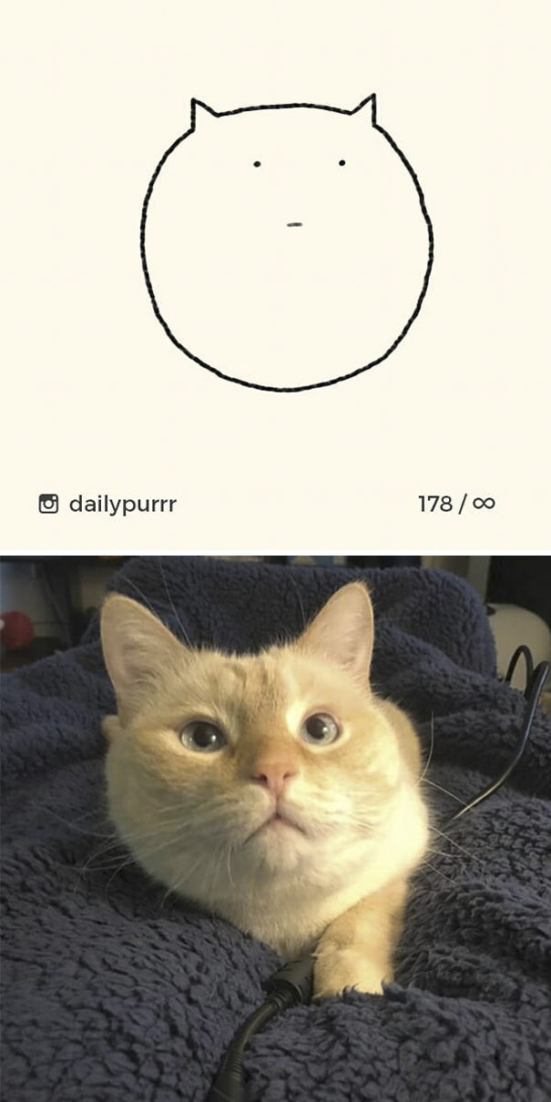 Stupid-Cat Drawings-Dailypurrr