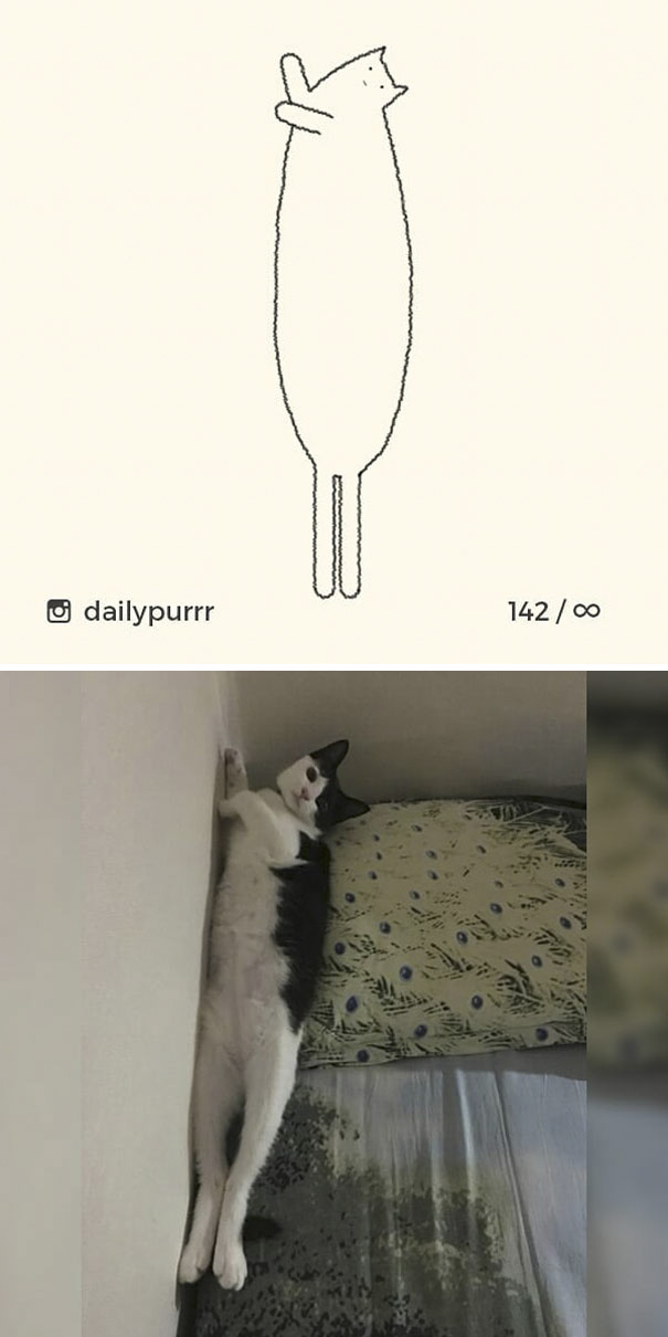 Stupid-Cat Drawings-Dailypurrr