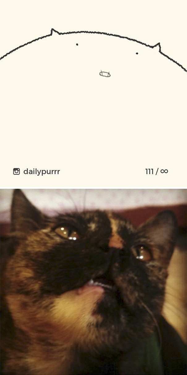 Stupid-Cat Drawings-Dailypurrr