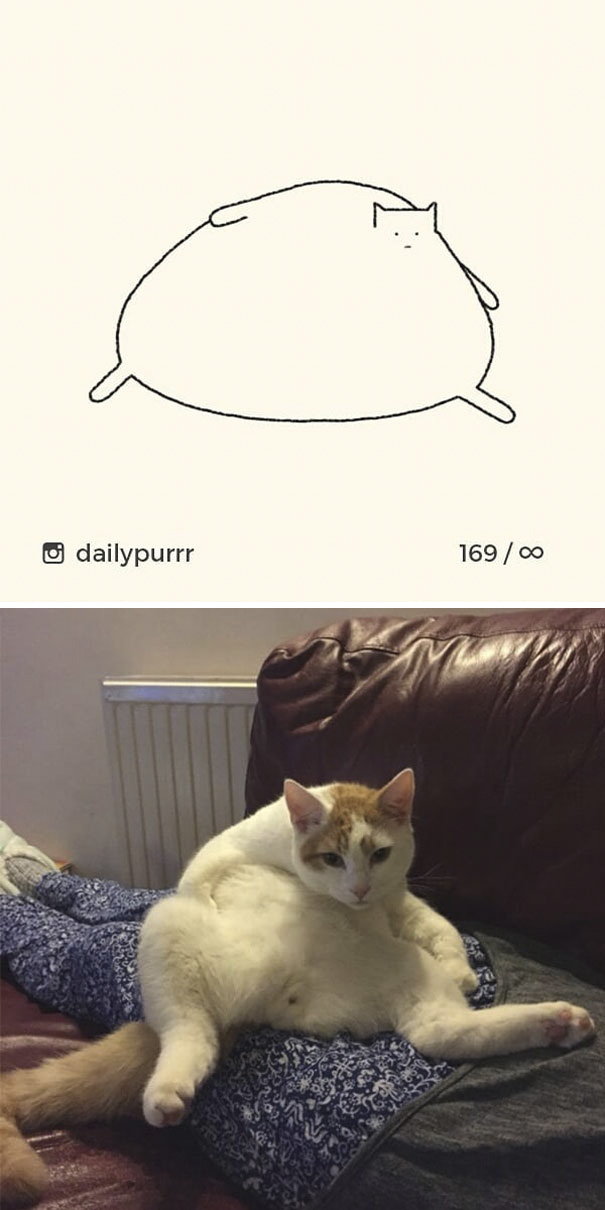 Stupid-Cat Drawings-Dailypurrr
