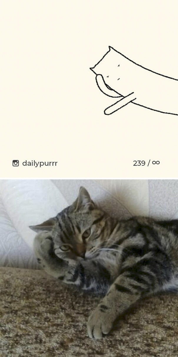 Stupid-Cat Drawings-Dailypurrr