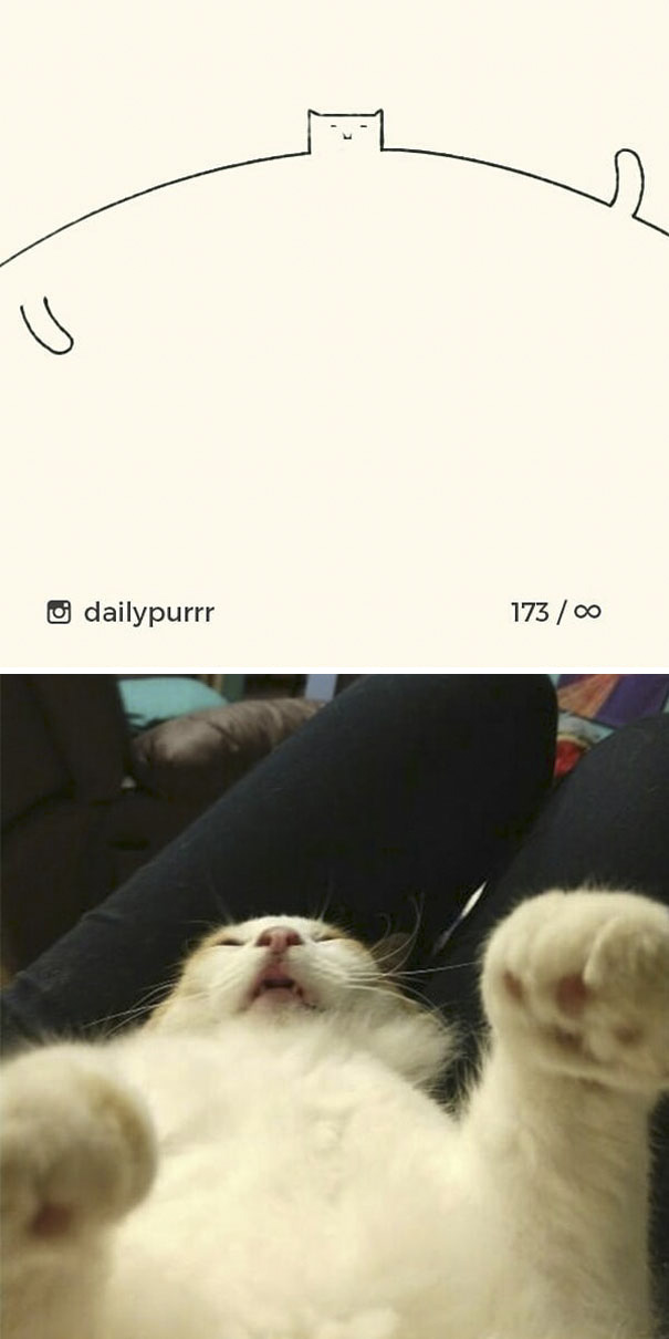 Stupid-Cat Drawings-Dailypurrr