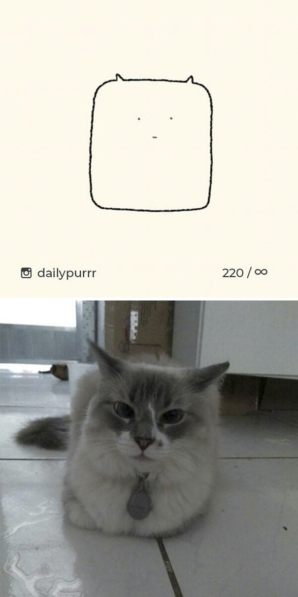 Stupid-Cat Drawings-Dailypurrr
