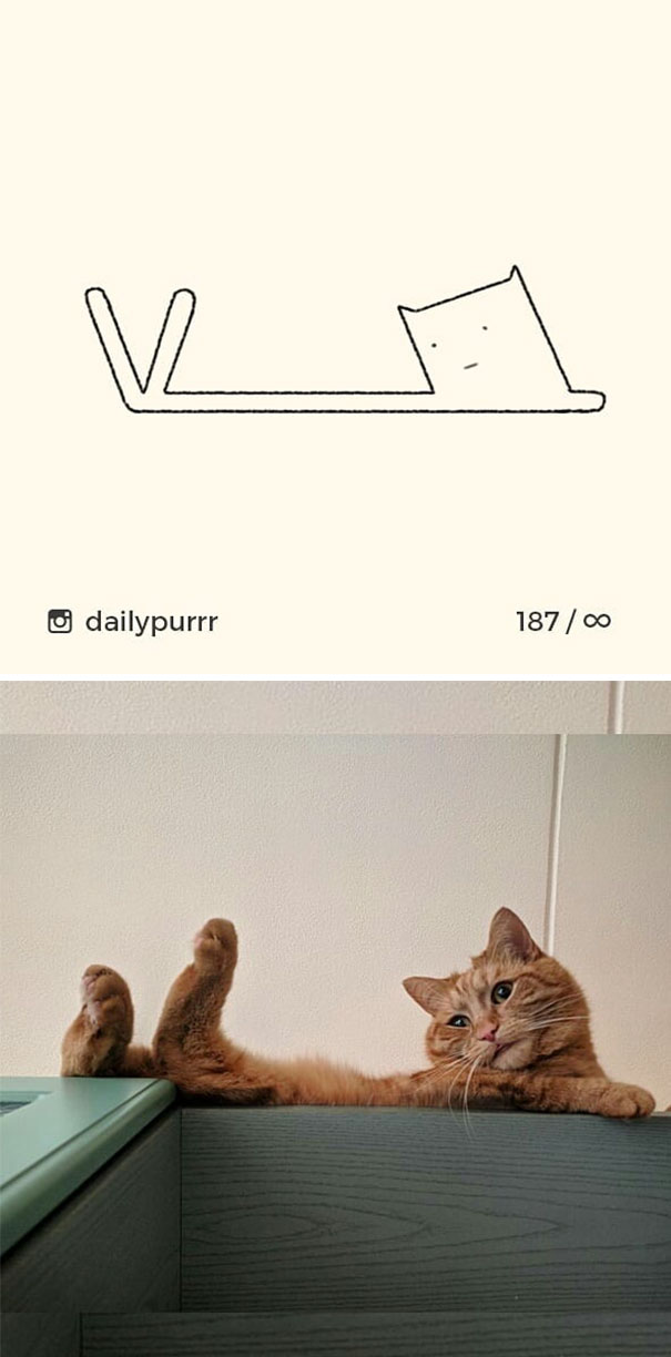 Stupid-Cat Drawings-Dailypurrr