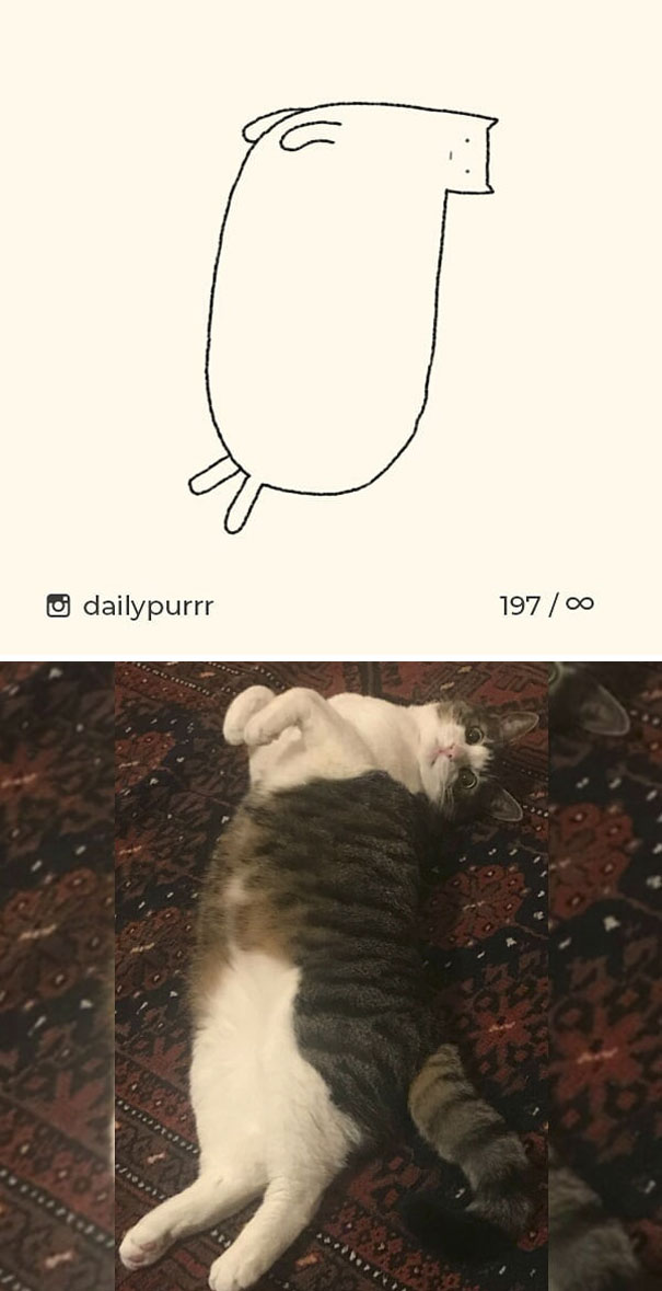 Stupid-Cat Drawings-Dailypurrr