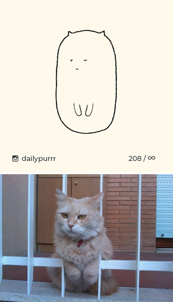 Stupid-Cat Drawings-Dailypurrr