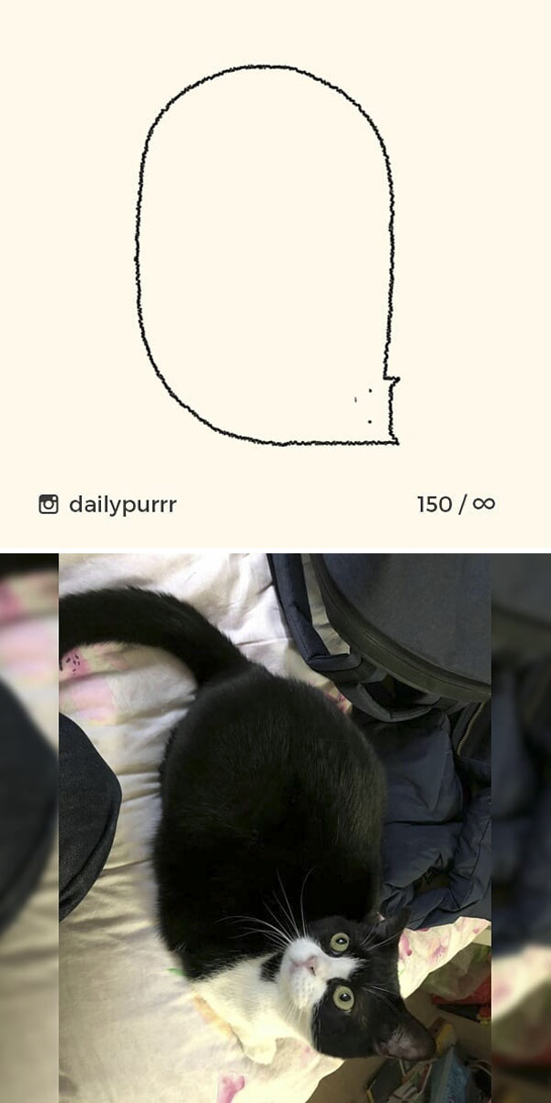 Stupid-Cat Drawings-Dailypurrr