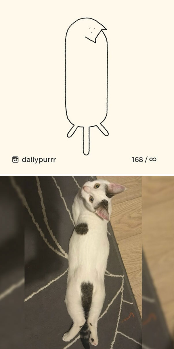 Stupid-Cat Drawings-Dailypurrr