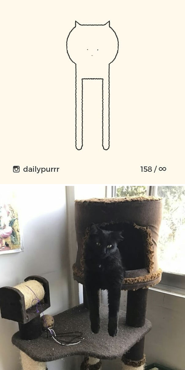 Stupid-Cat Drawings-Dailypurrr