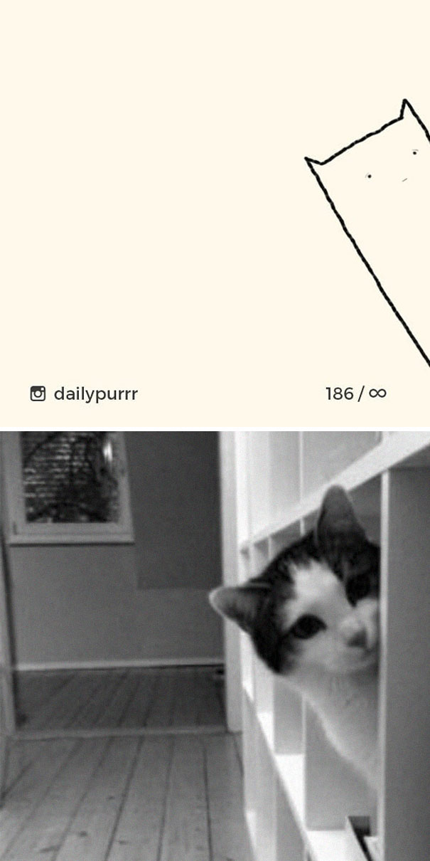 Stupid-Cat Drawings-Dailypurrr