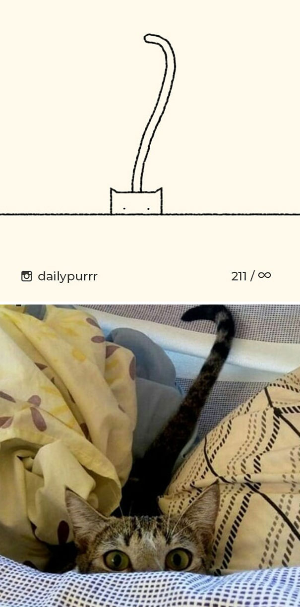 Stupid-Cat Drawings-Dailypurrr