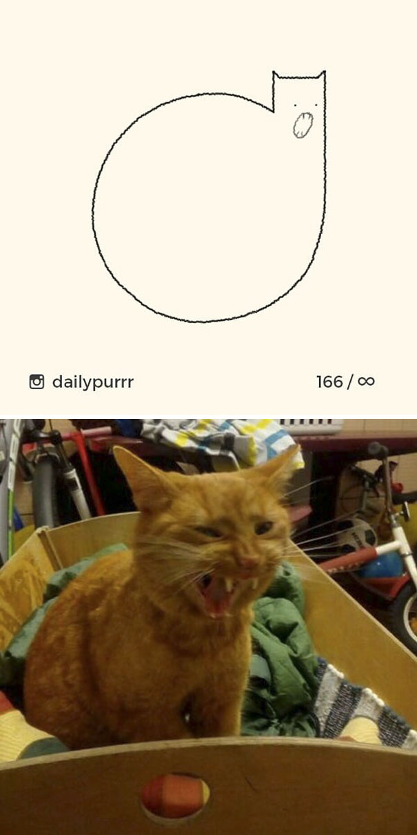 Stupid-Cat Drawings-Dailypurrr