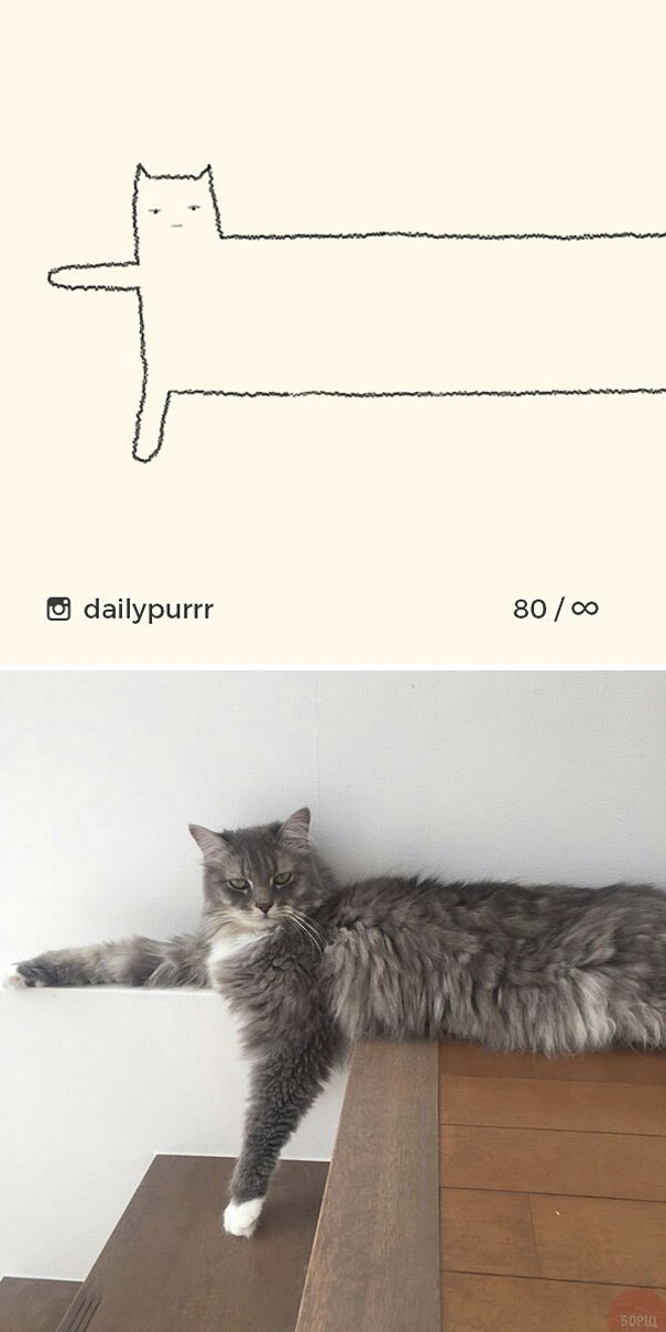 Stupid-Cat Drawings-Dailypurrr