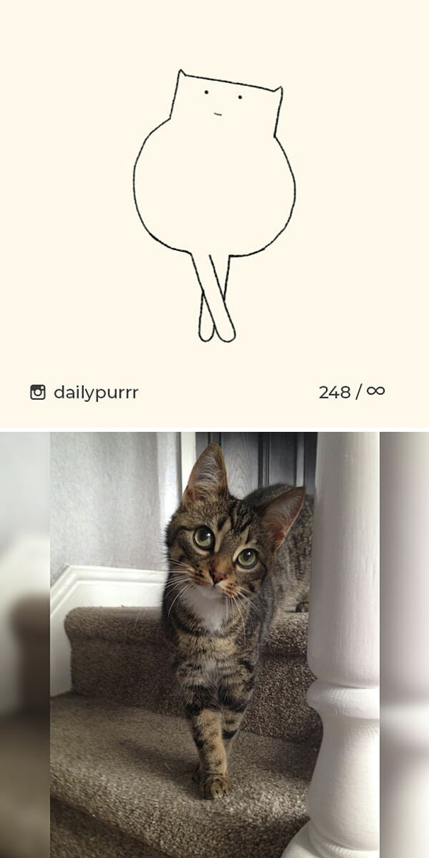 Stupid-Cat Drawings-Dailypurrr