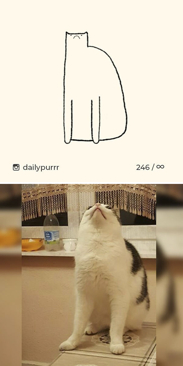 Stupid-Cat Drawings-Dailypurrr