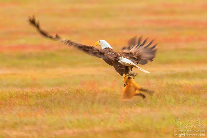 Photographer Shoots Epic Battle Between Fox And Eagle Over Rabbit, And It Gets More And More Epic With Each Photo Photographer Shoots Epic Battle Between Fox And Eagle Over Rabbit, And It Gets More And More Epic With Each Photo