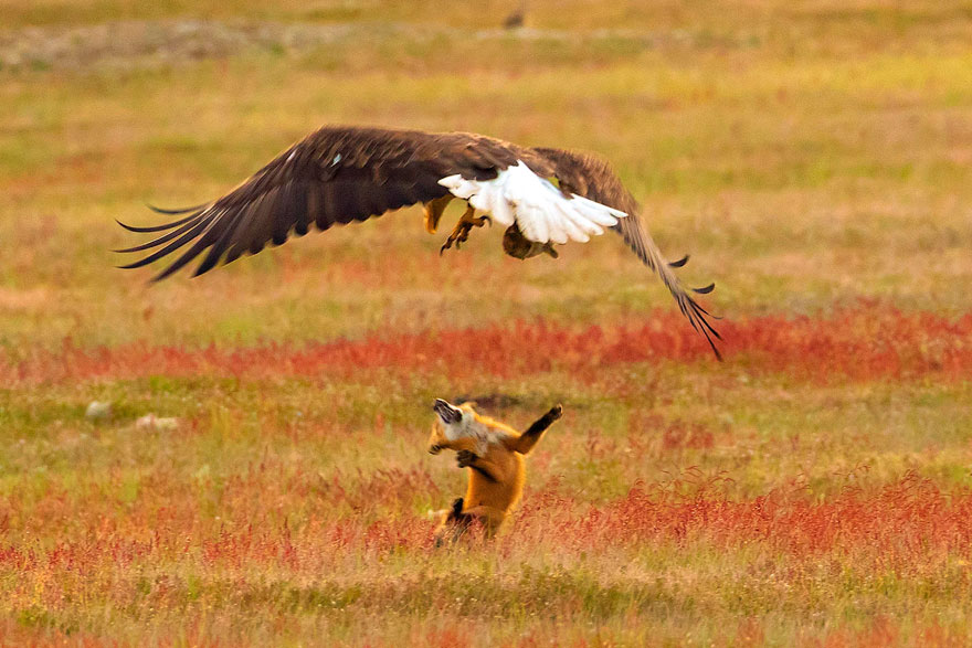 Photographer Shoots Epic Battle Between Fox And Eagle Over Rabbit, And It Gets More And More Epic With Each Photo Photographer Shoots Epic Battle Between Fox And Eagle Over Rabbit, And It Gets More And More Epic With Each Photo