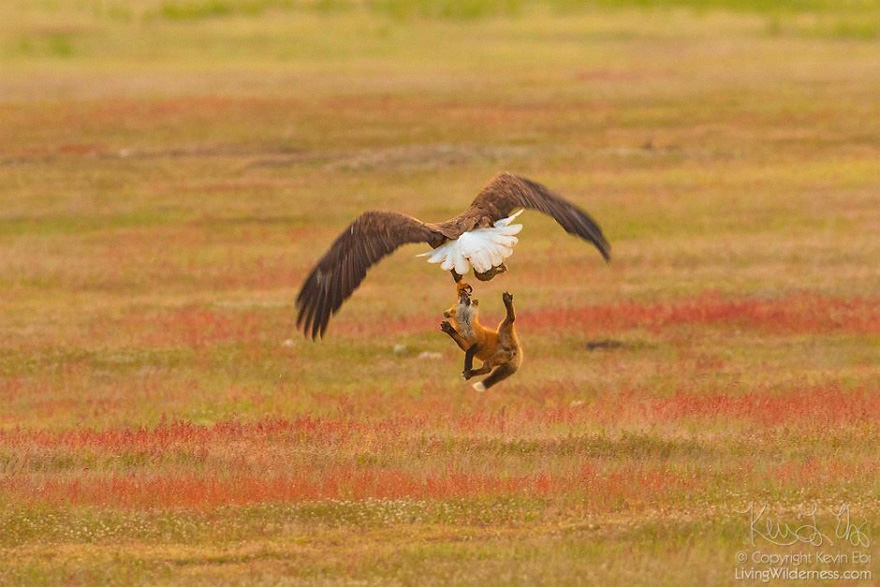 Photographer Shoots Epic Battle Between Fox And Eagle Over Rabbit, And It Gets More And More Epic With Each Photo Photographer Shoots Epic Battle Between Fox And Eagle Over Rabbit, And It Gets More And More Epic With Each Photo