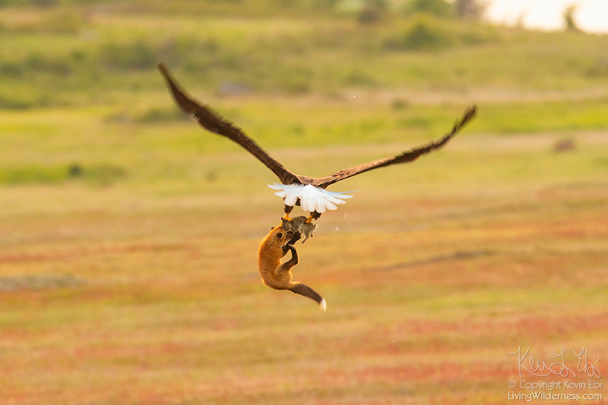Photographer Shoots Epic Battle Between Fox And Eagle Over Rabbit, And It Gets More And More Epic With Each Photo Photographer Shoots Epic Battle Between Fox And Eagle Over Rabbit, And It Gets More And More Epic With Each Photo